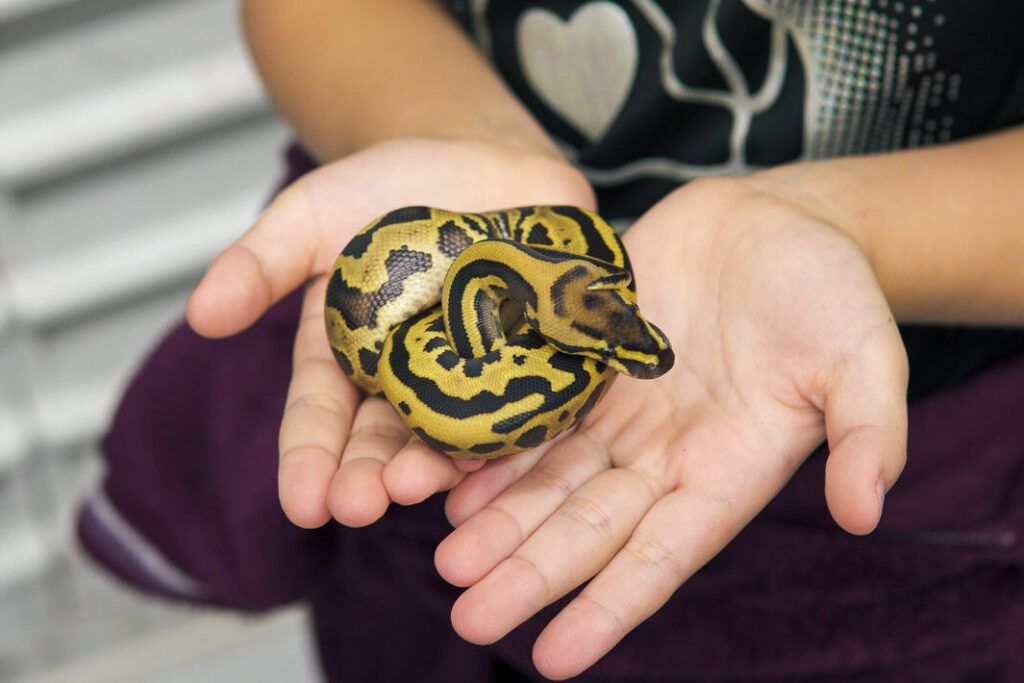 Cuidados Preventivos y Veterinarios para Serpientes