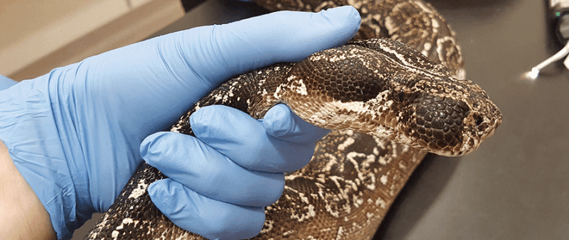 Cuidados Preventivos y Veterinarios para Serpientes