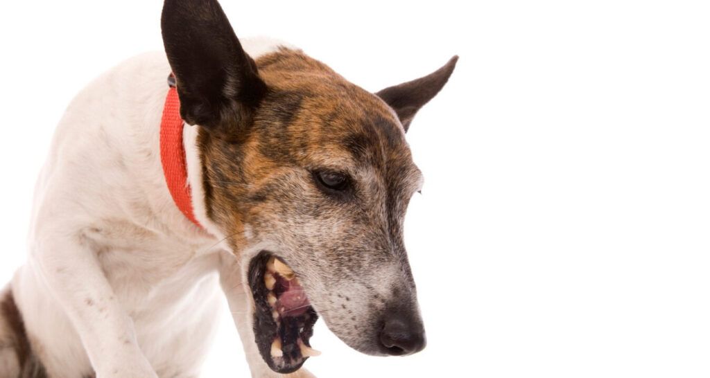 Enfermedades del Sistema Respiratorio en Perros