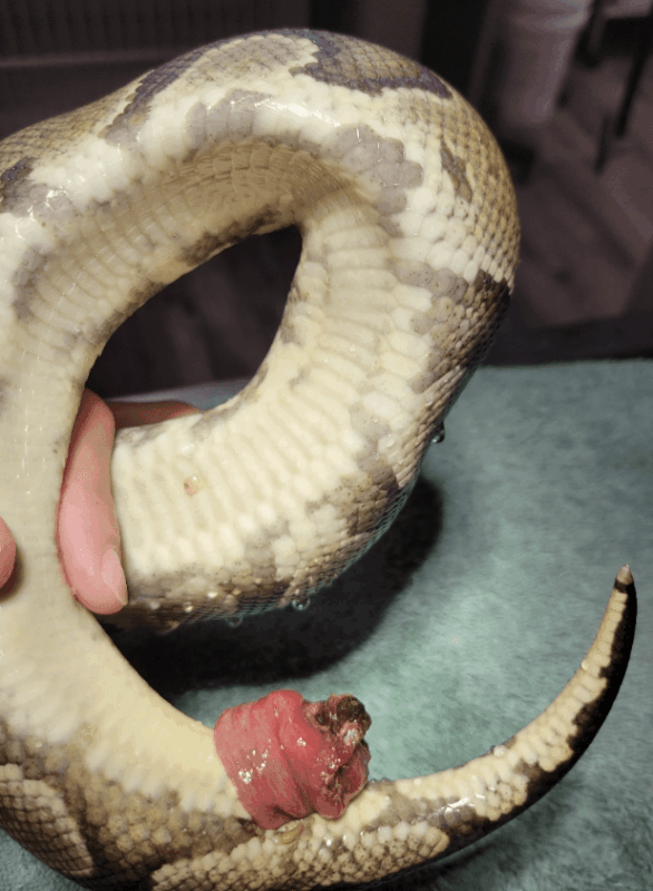 Cuidados Preventivos y Veterinarios para Serpientes