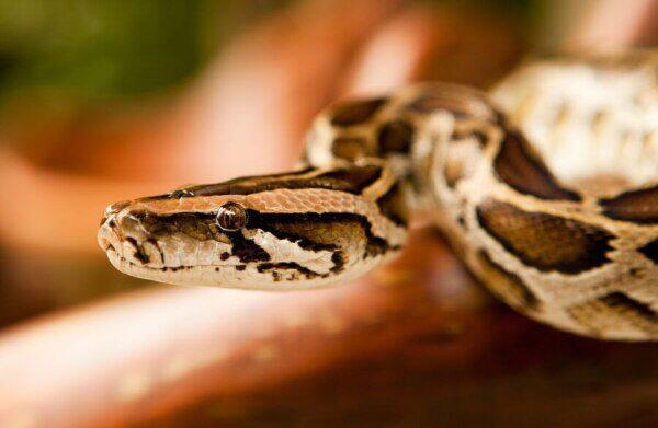 Cuidados Preventivos y Veterinarios para Serpientes