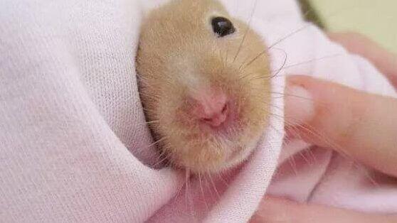 Enfermedades y Tratamientos en Hámsteres