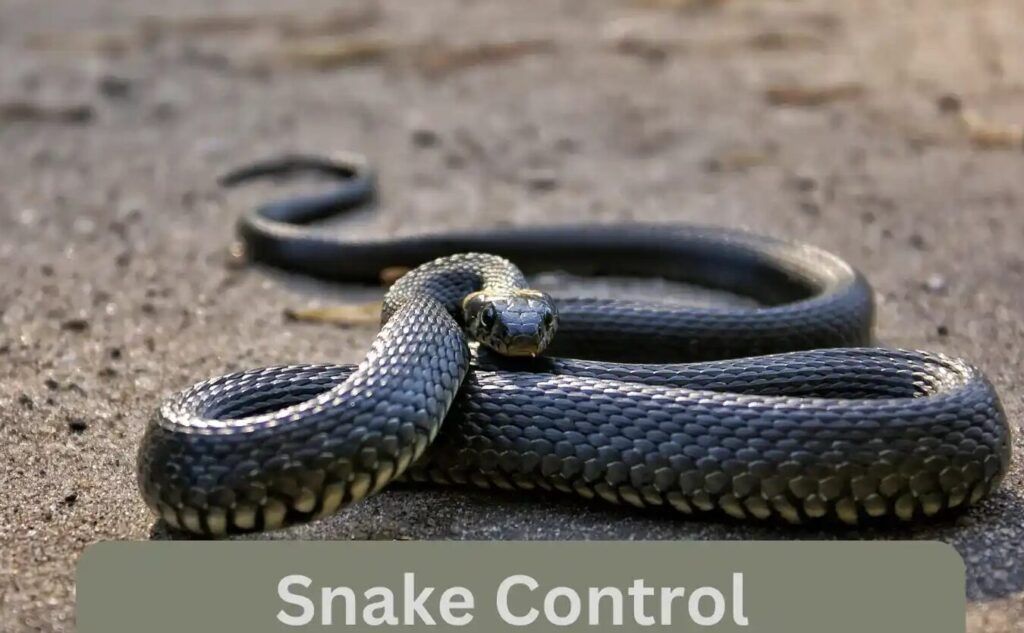 Cuidados Preventivos y Veterinarios para Serpientes