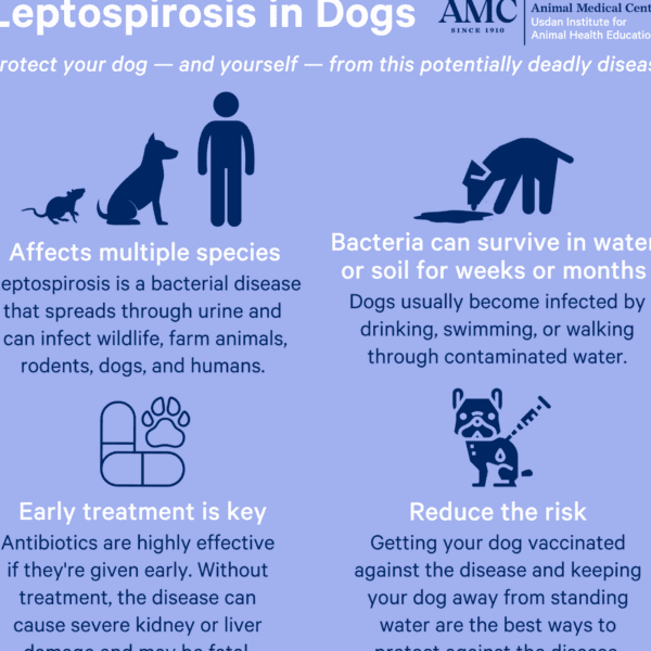 Leptospirosis en Perros: CUIDADOS y PREVENCIÓN CLAVE