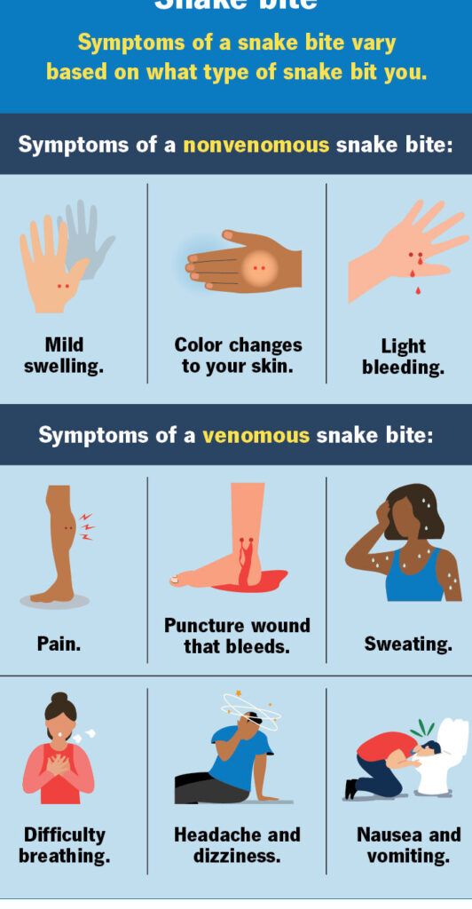 Cuidados Preventivos y Veterinarios para Serpientes