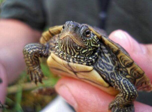 Enfermedades Neurológicas y de Comportamiento en Tortugas