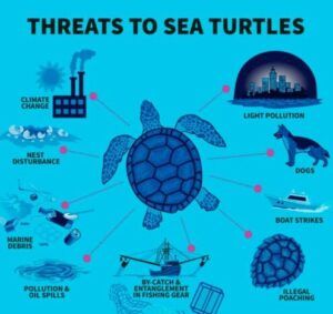 Trastornos Reproductivos y de Crecimiento en Tortugas