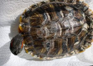 Problemas Dermatológicos y del Caparazón en Tortugas