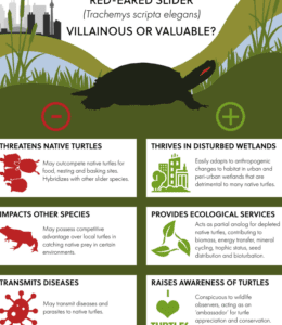 Trastornos Reproductivos y de Crecimiento en Tortugas