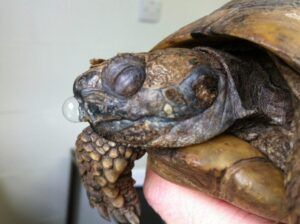 Afecciones Respiratorias y Cardíacas en Tortugas