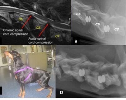 Enfermedades del Sistema Nervioso en Perros