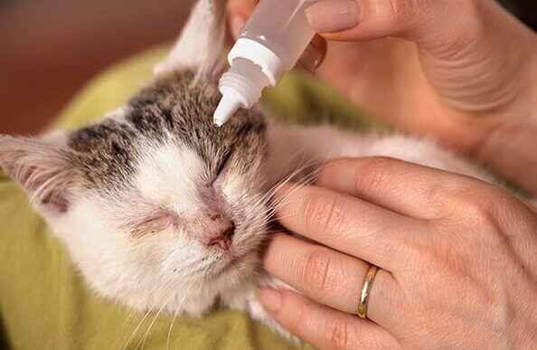 Enfermedades Neurológicas y Musculoesqueléticas en Gatos