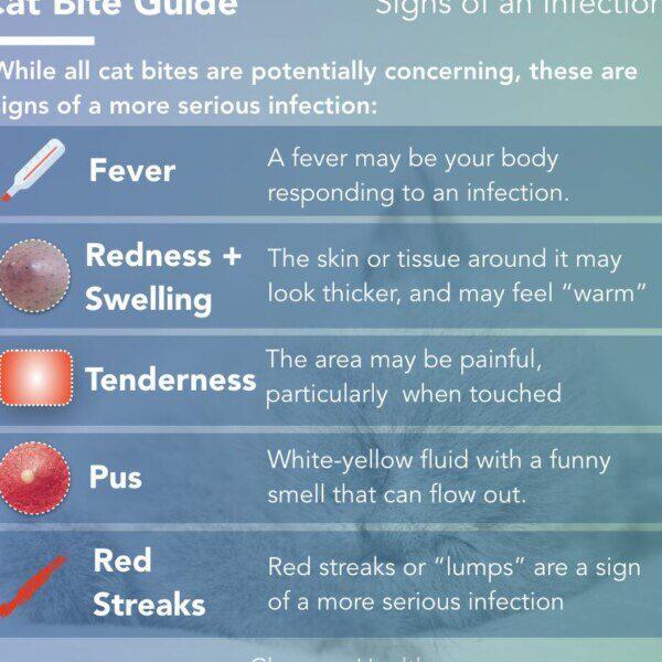 Prevención y Tratamiento de Lesiones y Accidentes en Gatos