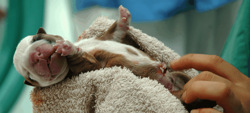 Enfermedades del Sistema Reproductor en Perros