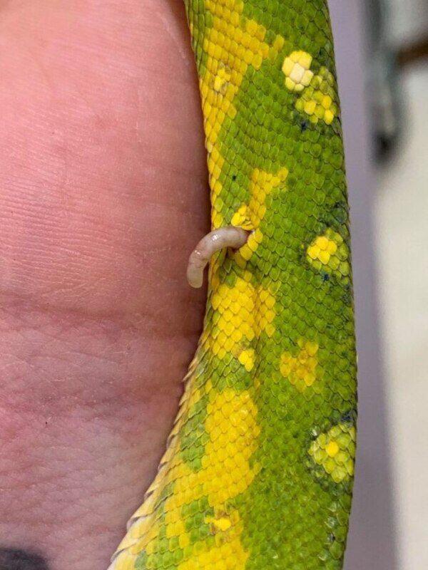 Cuidados Preventivos y Veterinarios para Serpientes