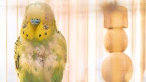 Primeros Auxilios y Emergencias en Loros