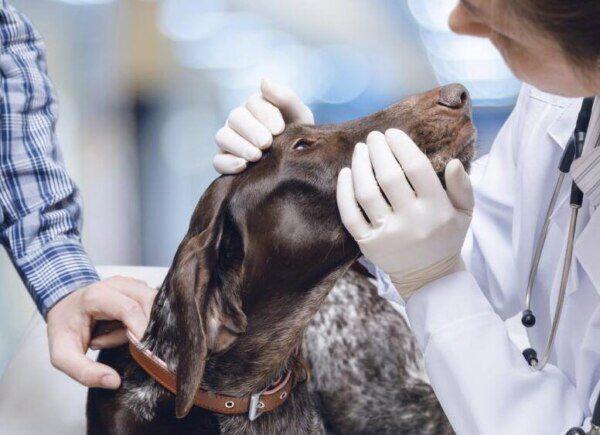 Enfermedades del Sistema Respiratorio en Perros
