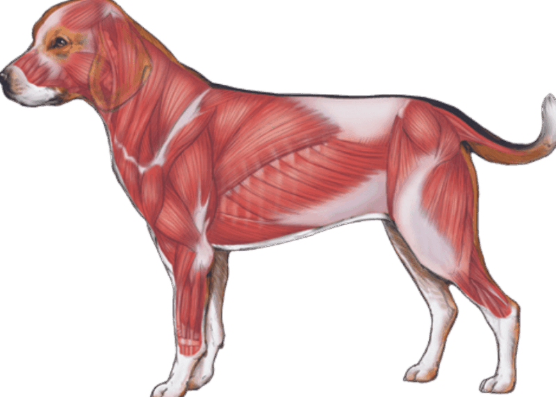 Enfermedades y Trastornos Orgánicos y Sistémicos en Perros