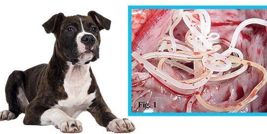 Enfermedades Infecciosas y Parasitarias en Perros