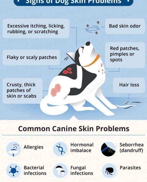 Enfermedades y Problemas Dermatológicos en Perros