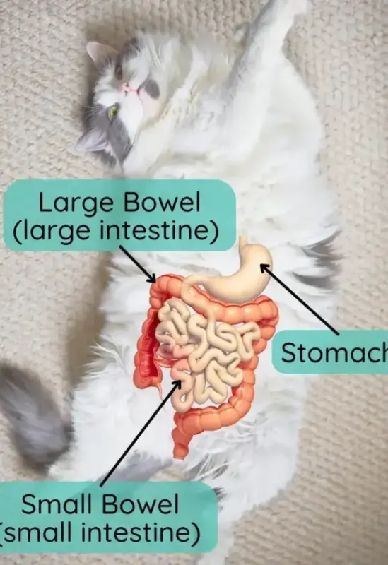 Trastornos Digestivos y Nutricionales en Gatos