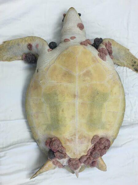 Problemas Dermatológicos y del Caparazón en Tortugas