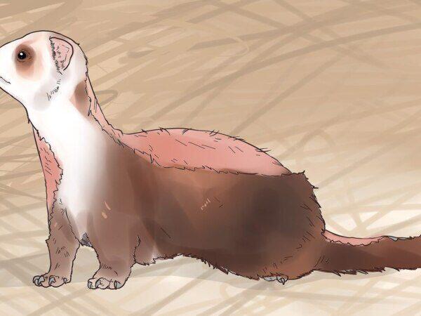 Salud y Enfermedades de Hurones