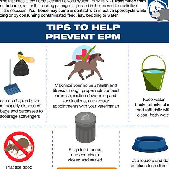 Trastornos Nutricionales y Metabólicos en Caballos