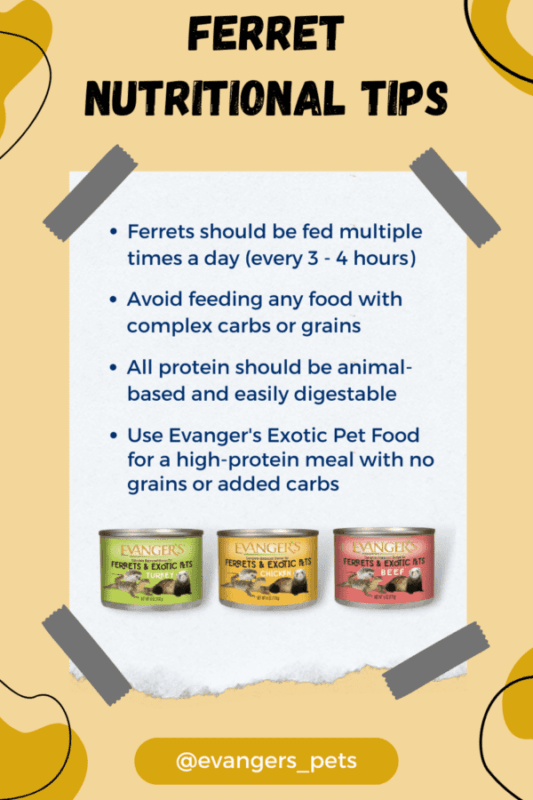 Nutrición y Dietas para Hurones