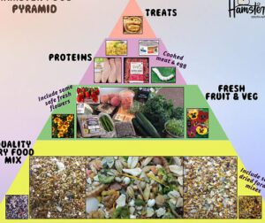 Nutrición y Dieta en Hámsteres
