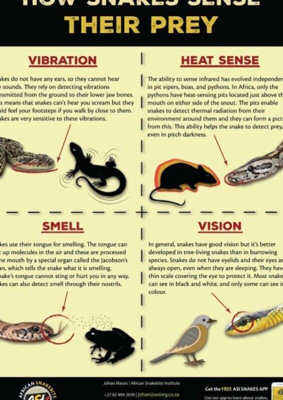 Convivencia y Socialización de Serpientes