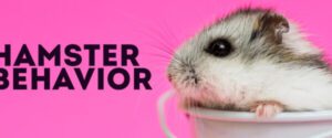 Comportamiento y Bienestar en Hámsteres