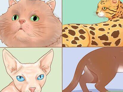 Enfermedades y Condiciones Médicas Felinas