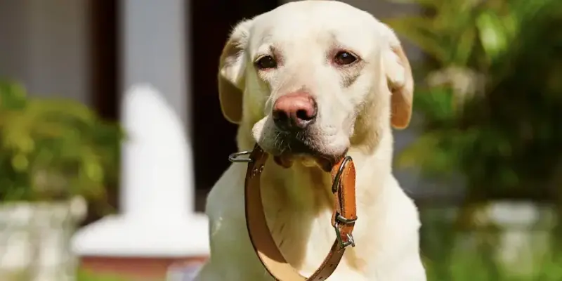 Cuidados Generales en Perros