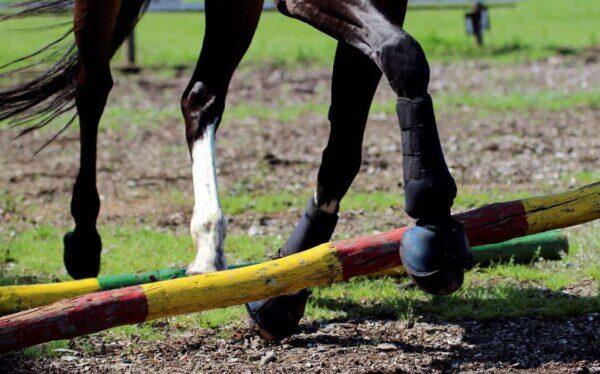 Lesiones y Rehabilitación en Caballos