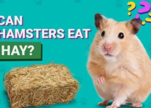 Nutrición y Dieta en Hámsteres
