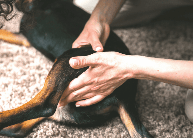 Cuidados Generales en Perros