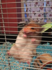 Comportamiento y Bienestar en Hámsteres