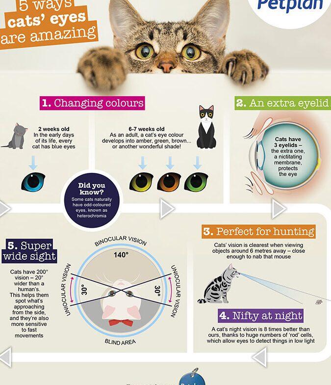 Salud Ocular y Auditiva en Gatos