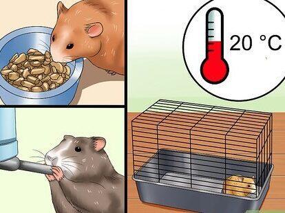 Enfermedades y Tratamientos en Hámsteres