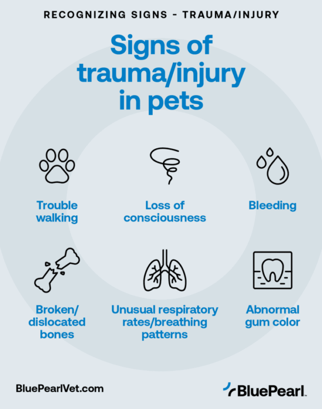 Traumatismos y Exposiciones Tóxicas en Perros