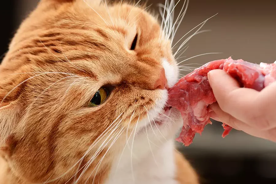 Trastornos Digestivos y Nutricionales en Gatos
