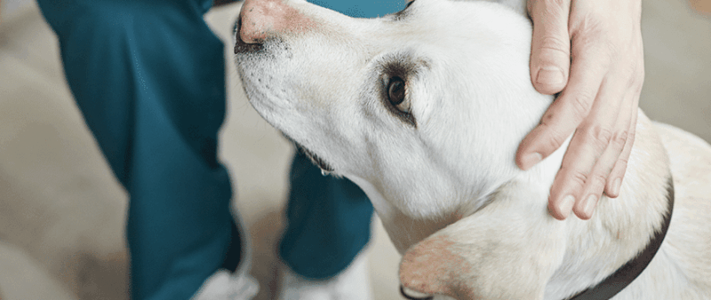 Enfermedades del Sistema Reproductor en Perros