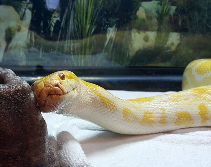 Manejo del Comportamiento y Bienestar de Serpientes