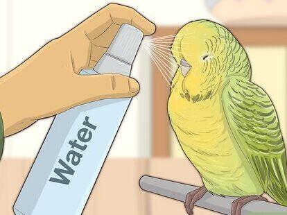 Cuidado de la Piel y el Plumaje en Loros