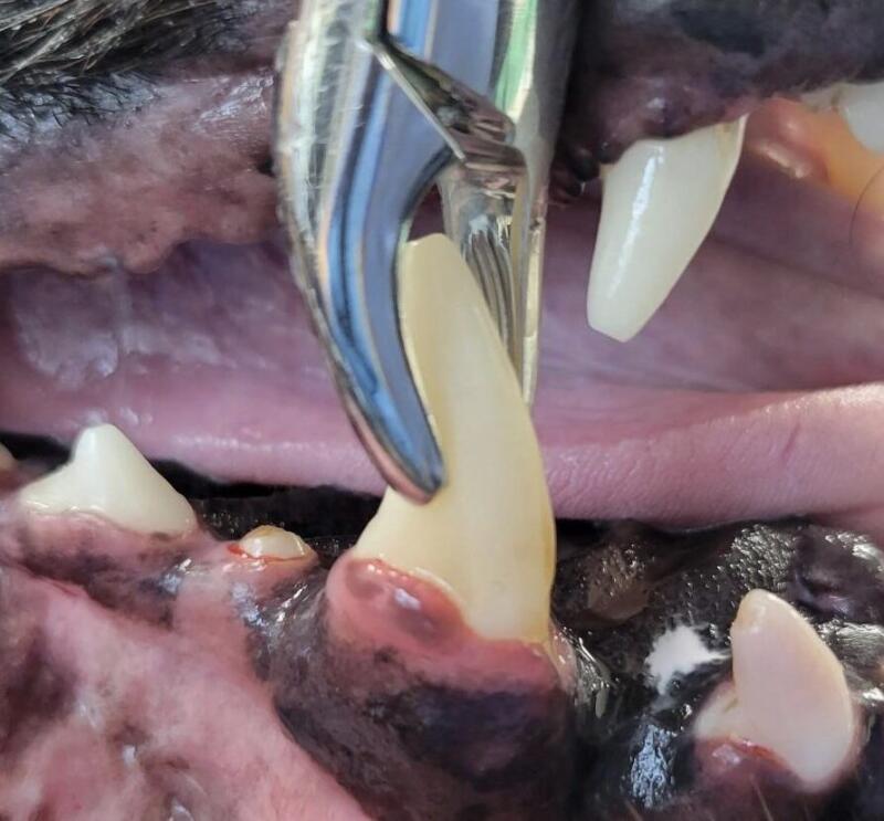 Enfermedades y Problemas Dentales en Perros