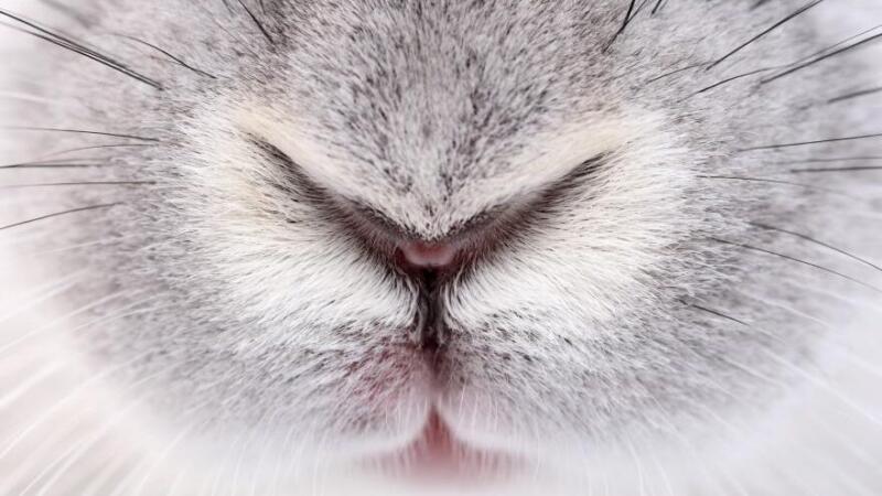 Enfermedades Respiratorias en Conejos