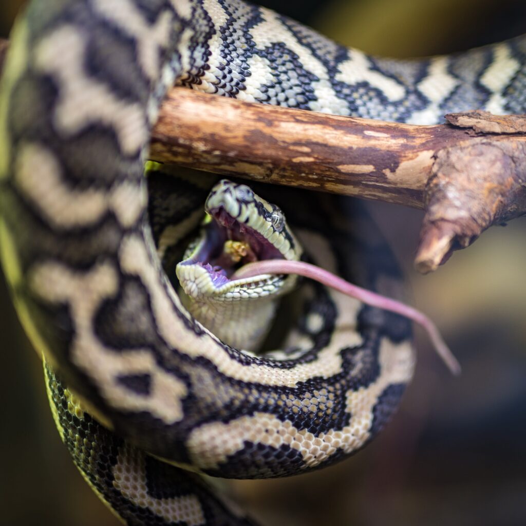 Convivencia y Socialización de Serpientes