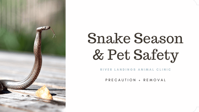 Convivencia y Socialización de Serpientes