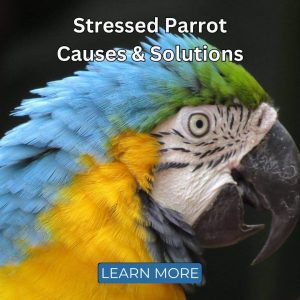 Comportamiento y Bienestar en Loros